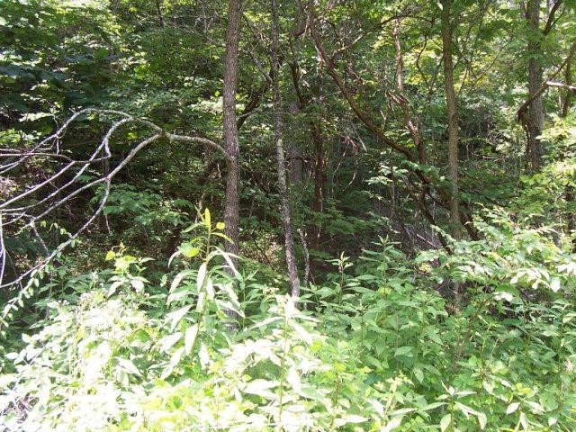 0 Fox Hollow Road Booneville, KY 41314 - Photo 11 of 20 Photo 12