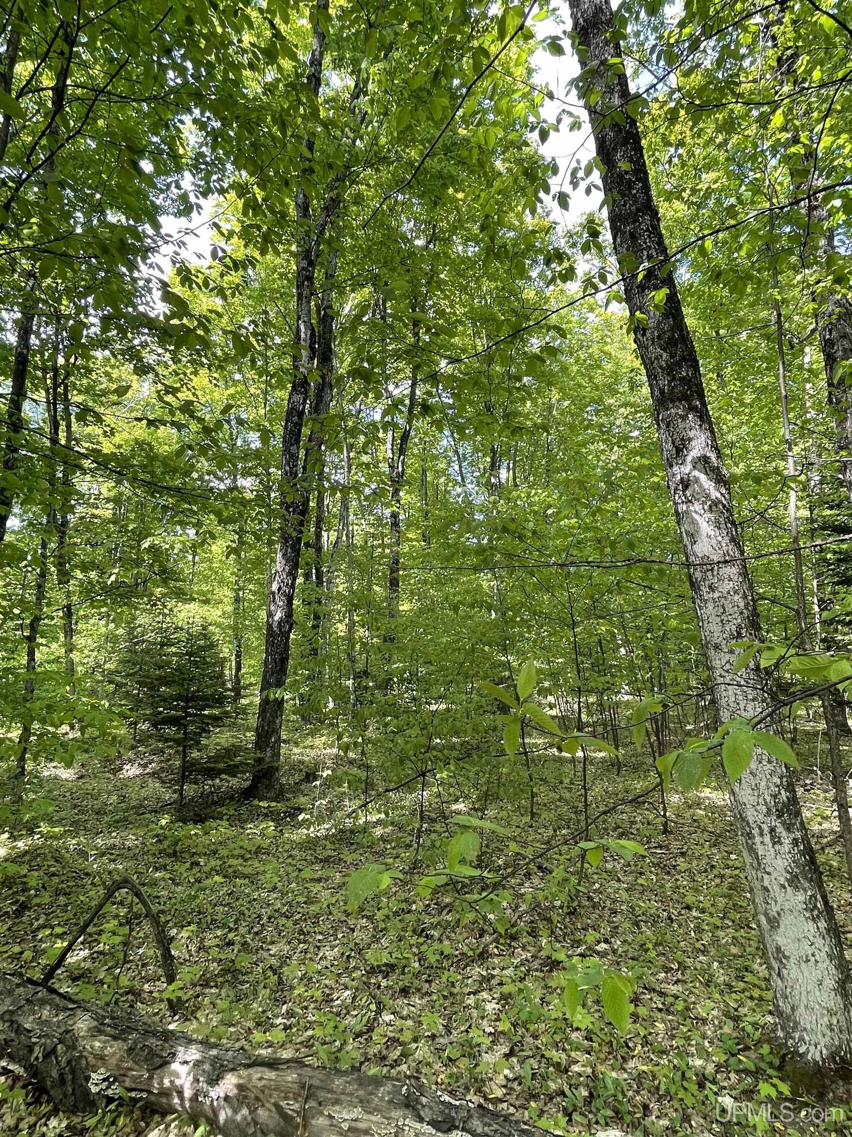 4855 N Camp 23 Road Germfask, MI 49836 - Photo 20 of 28