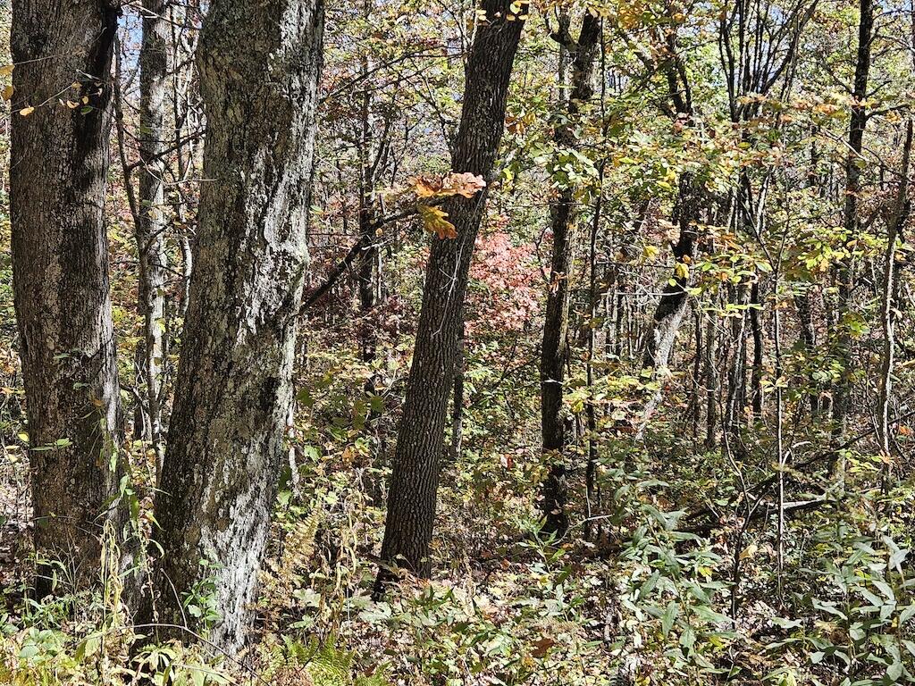 Lot 13 Oneida Peak Road Bastian, VA 24314 - Photo 23 of 28 6ground
