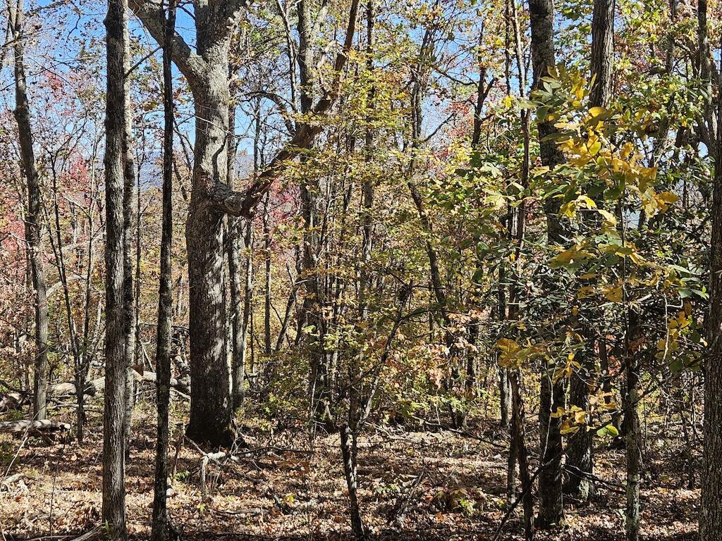 Lot 13 Oneida Peak Road Bastian, VA 24314 - Photo 25 of 28 8ground