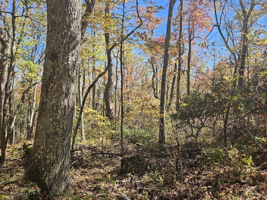 Lot 13 Oneida Peak Road Bastian, VA 24314 - Photo 26 of 28 9ground