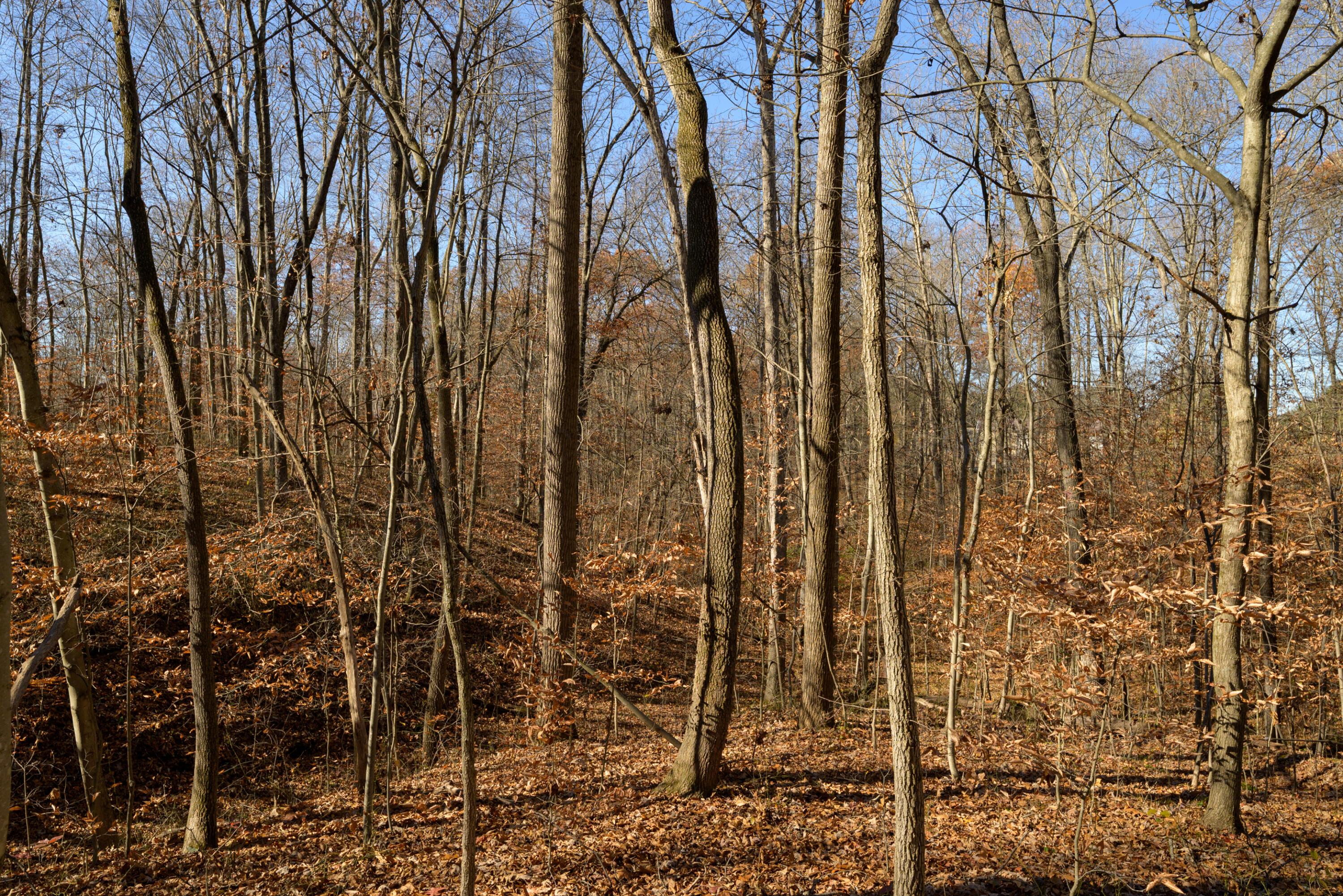 0 Morning Star Road Racine, OH 45771 - Photo 5 of 18 SPS_4152 (1)
