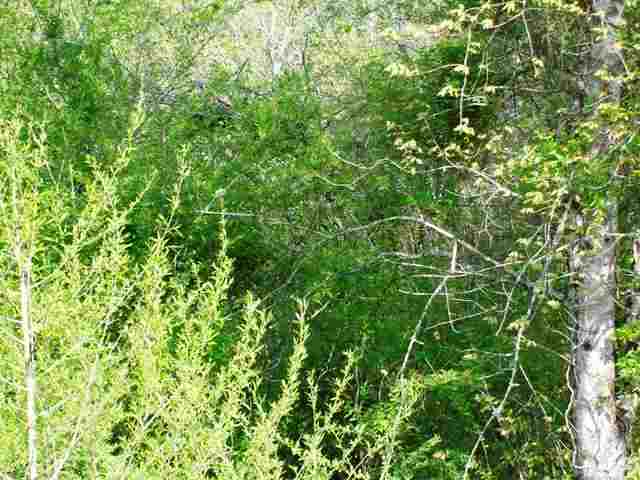 0 Gin Shoals Road Six Mile, SC 29682 - Photo 3 of 6