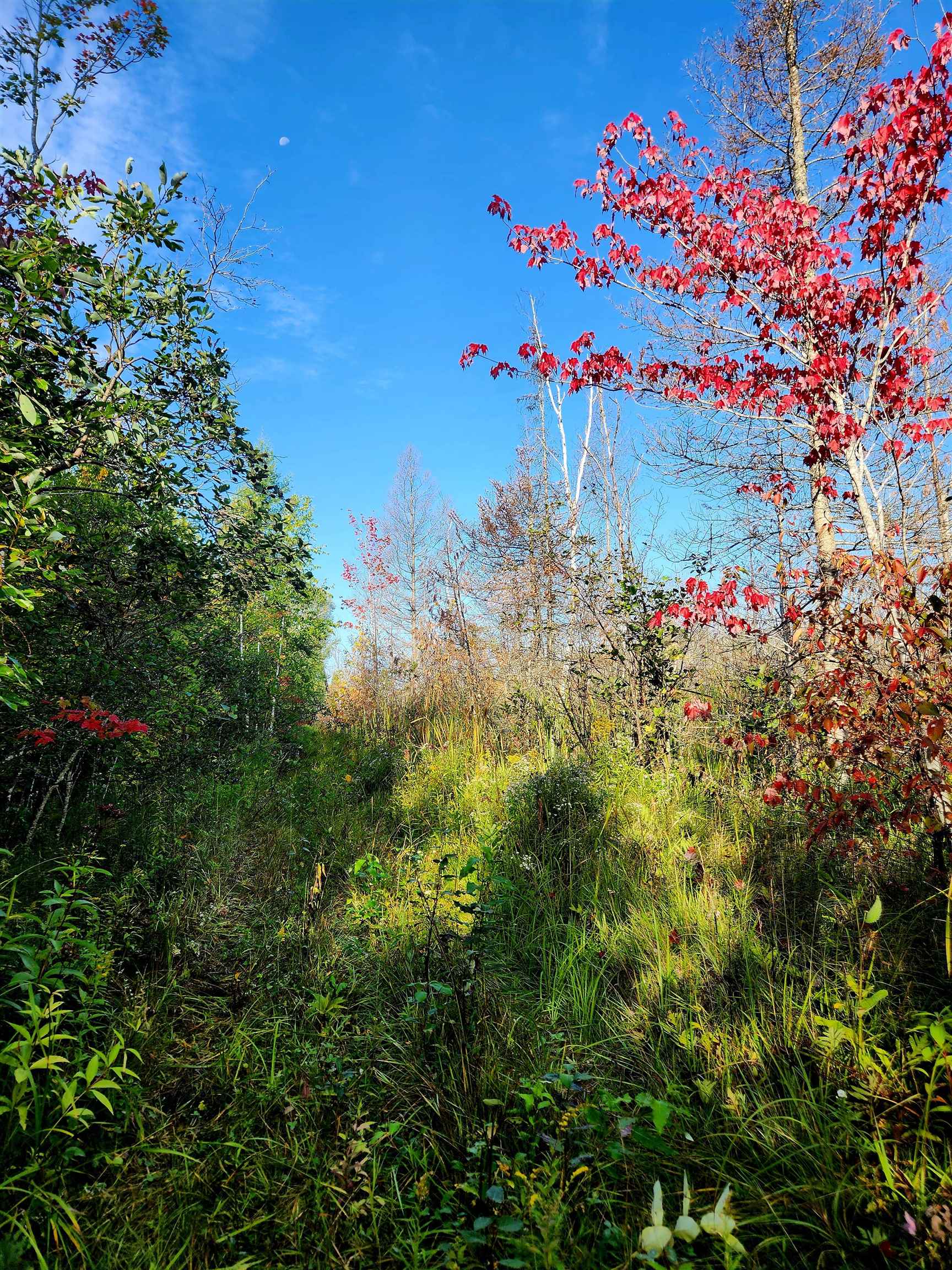 0 State Road Kalkaska, MI 49646 - Photo 23 of 42 Gallery Image 23