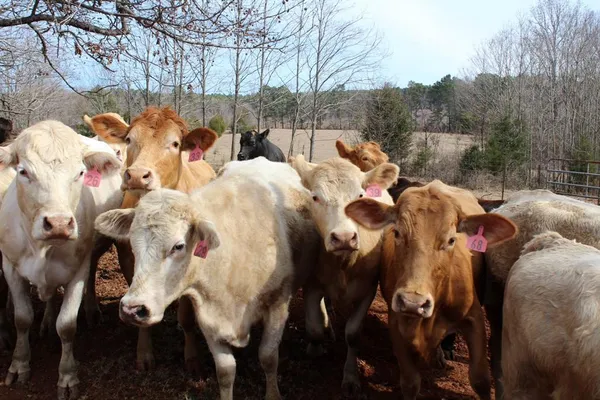 $265,000 | 0 Egypt Hill Road, Plain Dealing, LA 71064