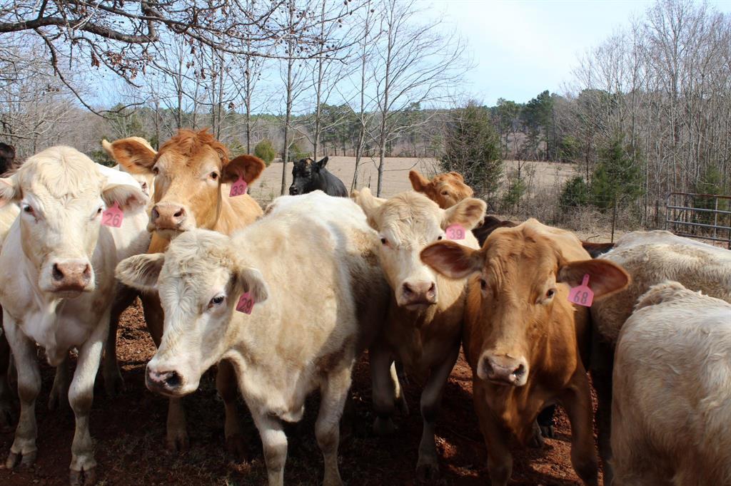 0 Egypt Hill Road Plain Dealing, LA 71064 - Photo 15 of 16