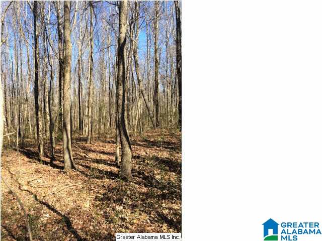 3703 Co Highway 24 Springville, AL 35146 - Photo 14 of 28