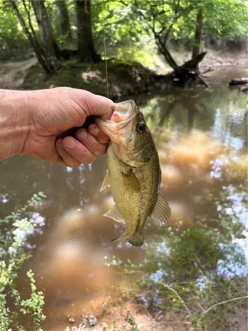 $195,000 | 0 Shelton Drive, Ball, LA 71405