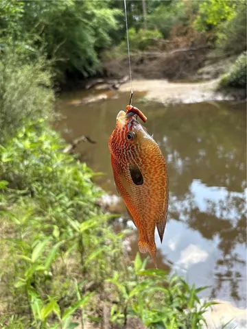 $195,000 | 0 Shelton Drive, Ball, LA 71405