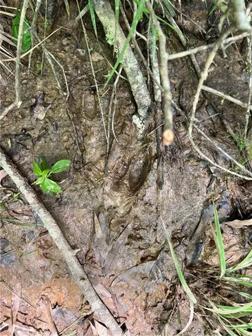 $195,000 | 0 Shelton Drive, Ball, LA 71405