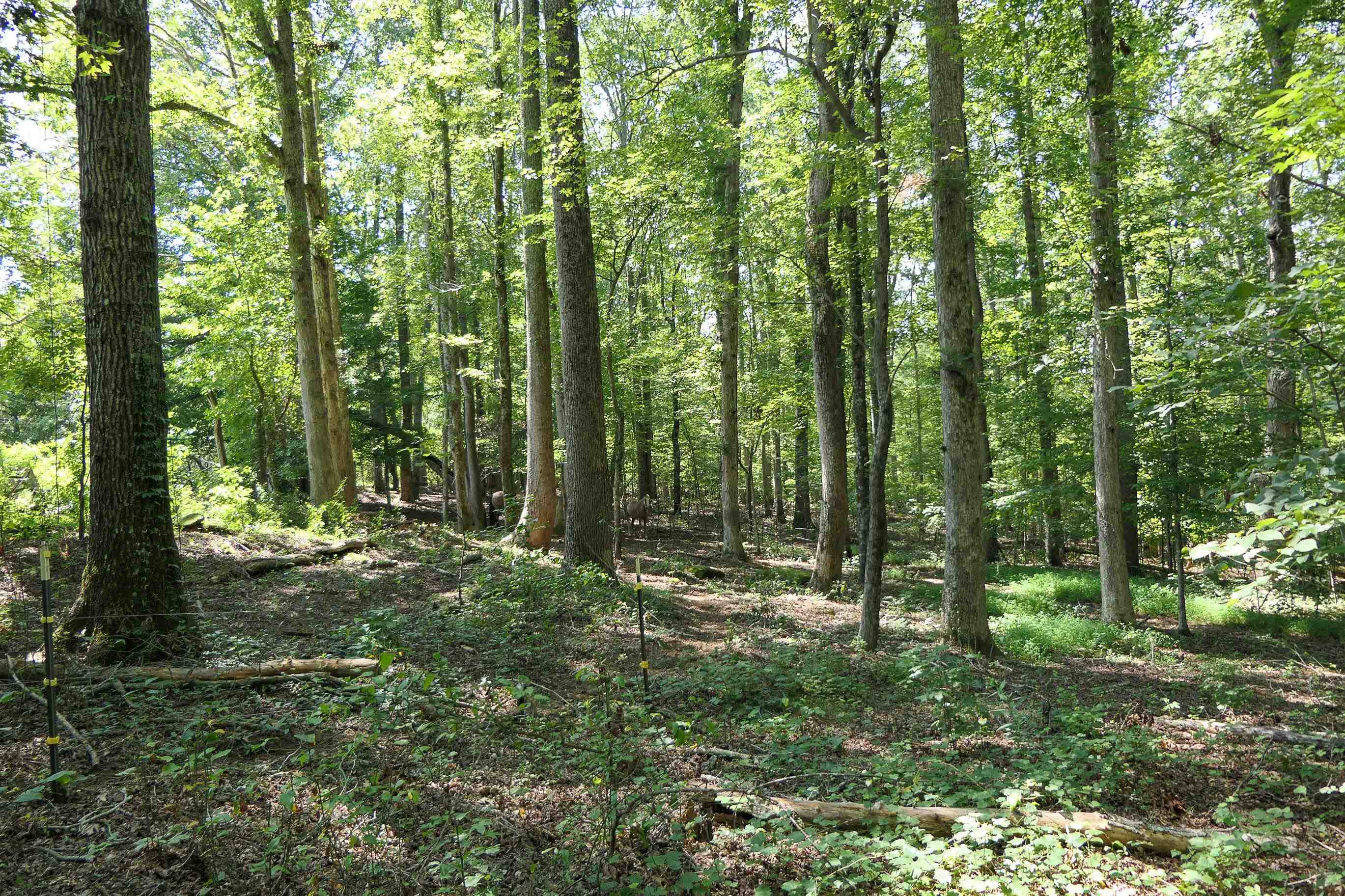 747 Bumblebee Lane Wellford, SC 29385 - Photo 33 of 46