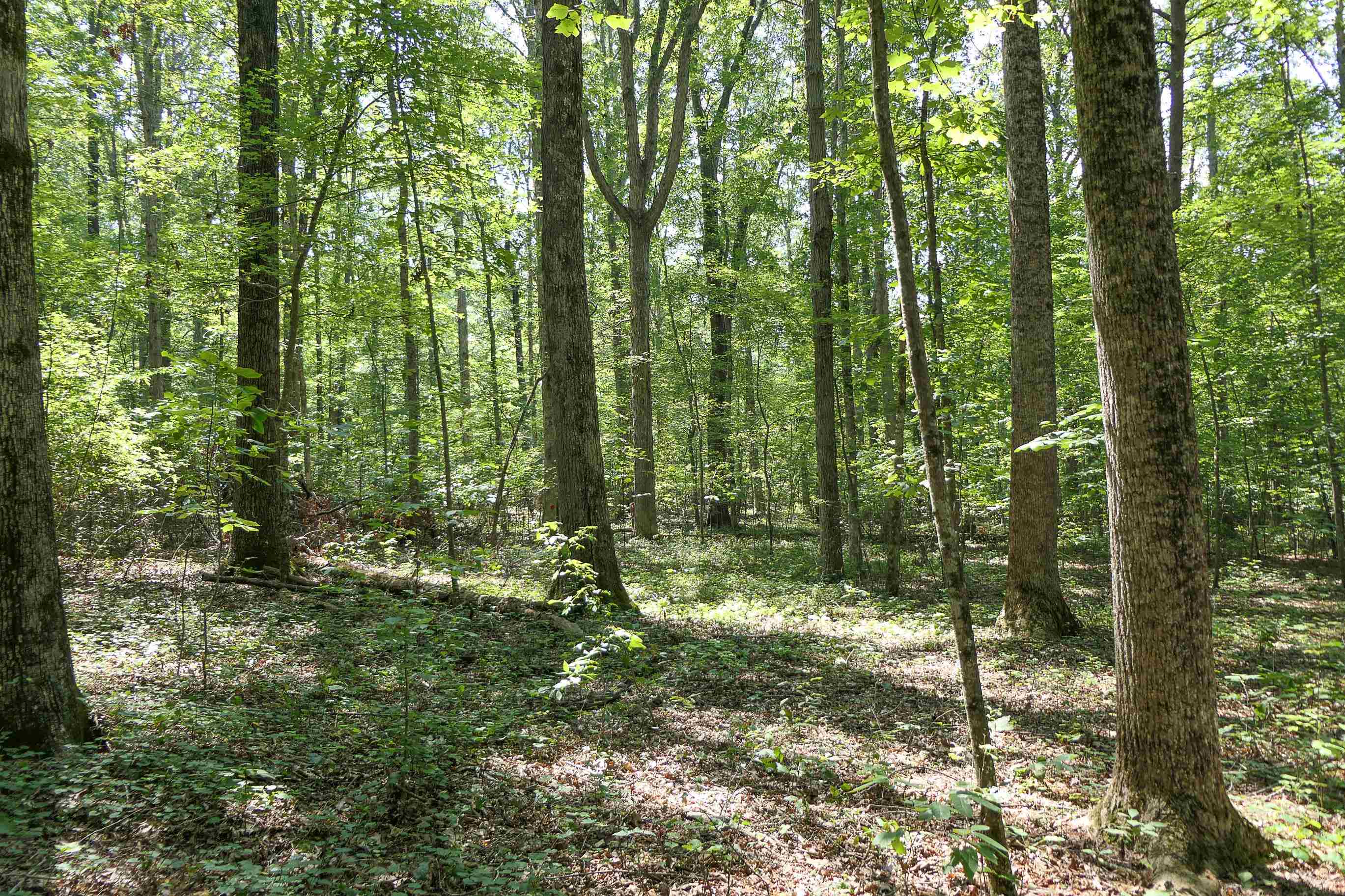 747 Bumblebee Lane Wellford, SC 29385 - Photo 39 of 46