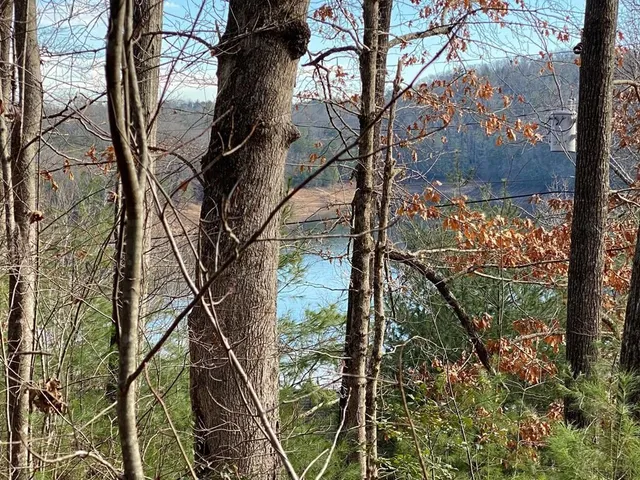 a view of a tree in the forest