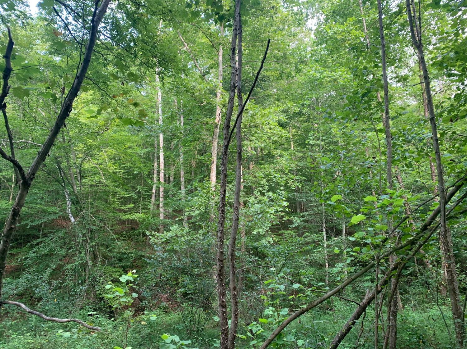 0 Upper Cane Creek Road Stanton, KY 40380 - Photo 14 of 34 Photo 14