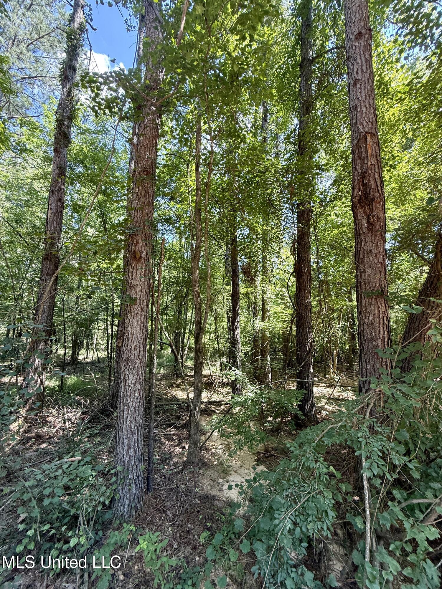 0 Broome Road Wesson, MS 39191 - Photo 5 of 12 IMG_5700