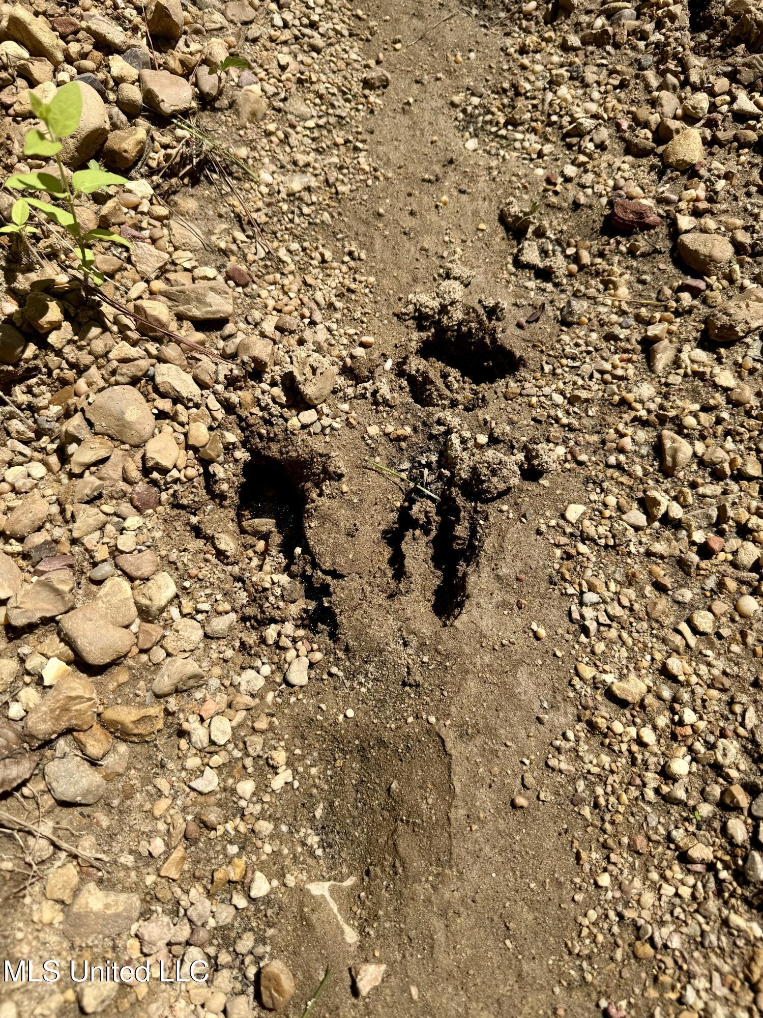 0 Broome Road Wesson, MS 39191 - Photo 6 of 12 IMG_5689