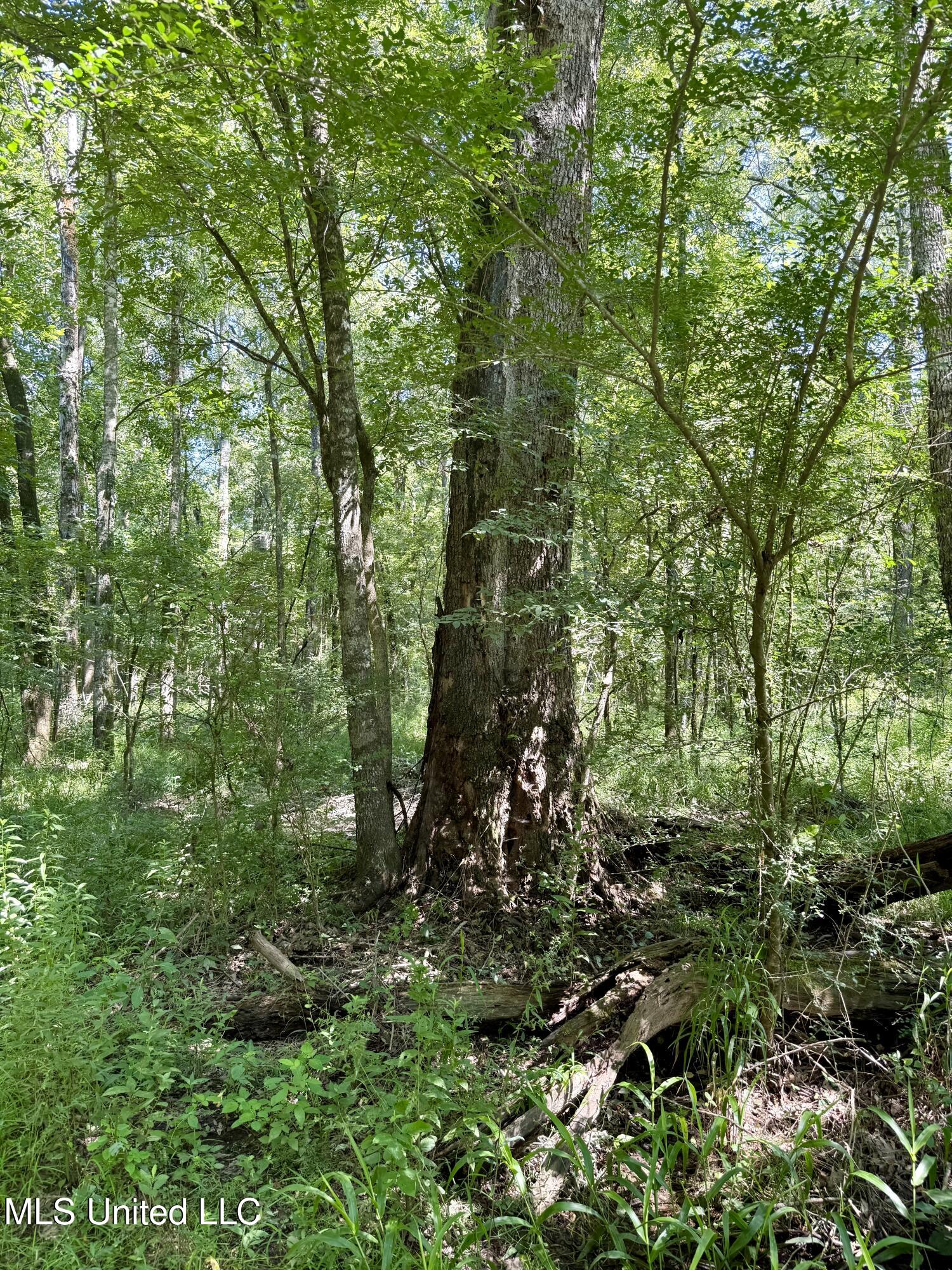 0 Broome Road Wesson, MS 39191 - Photo 7 of 12 IMG_5690