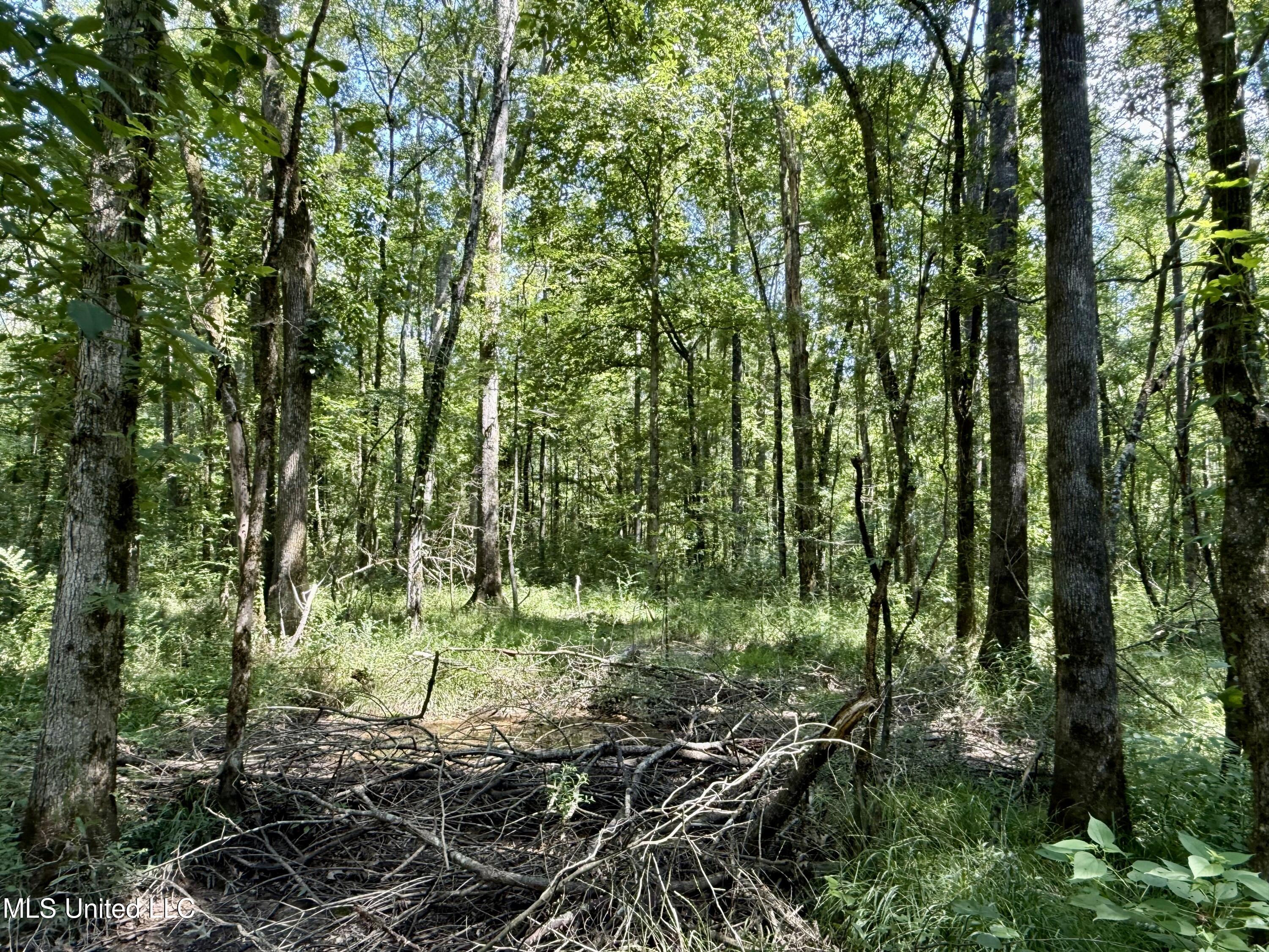 0 Broome Road Wesson, MS 39191 - Photo 8 of 12 IMG_5692