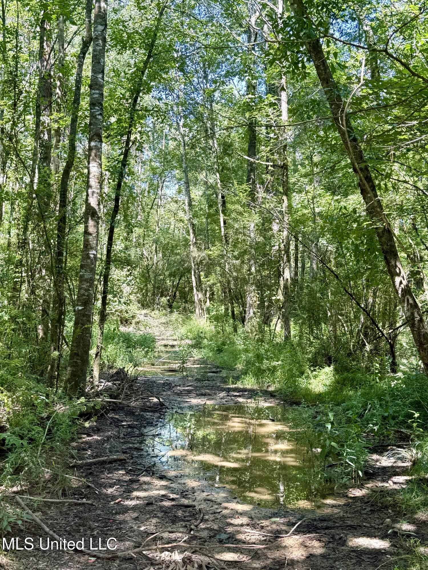 0 Broome Road Wesson, MS 39191 - Photo 9 of 12 IMG_5691