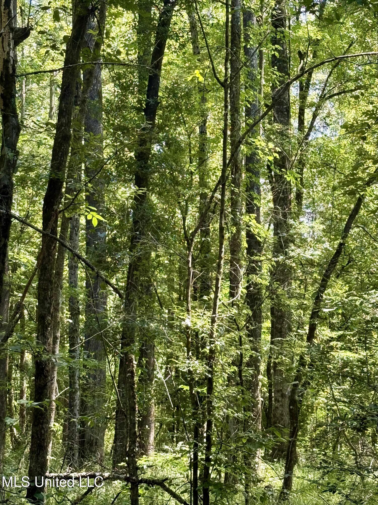 0 Broome Road Wesson, MS 39191 - Photo 10 of 12 IMG_5694