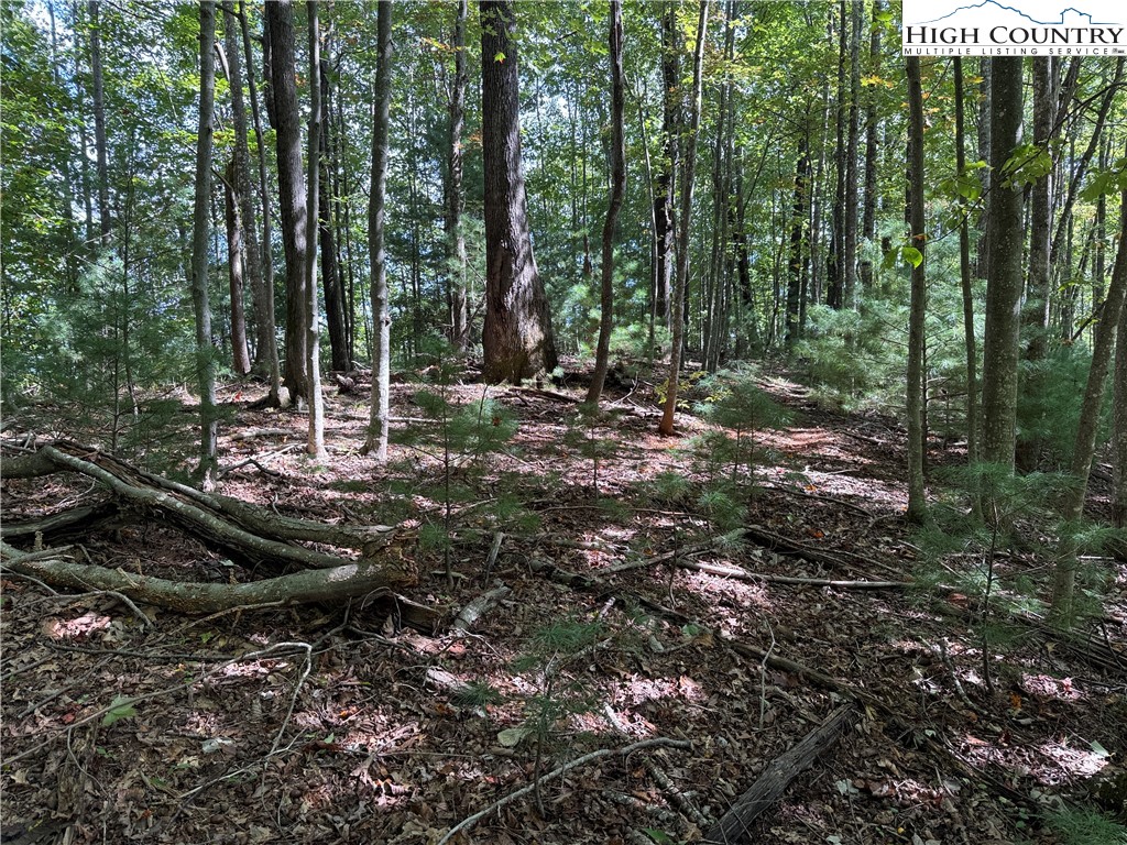 Lot 229 Deer Run Road Purlear, NC 28665 - Photo 4 of 38 a view of a forest with trees