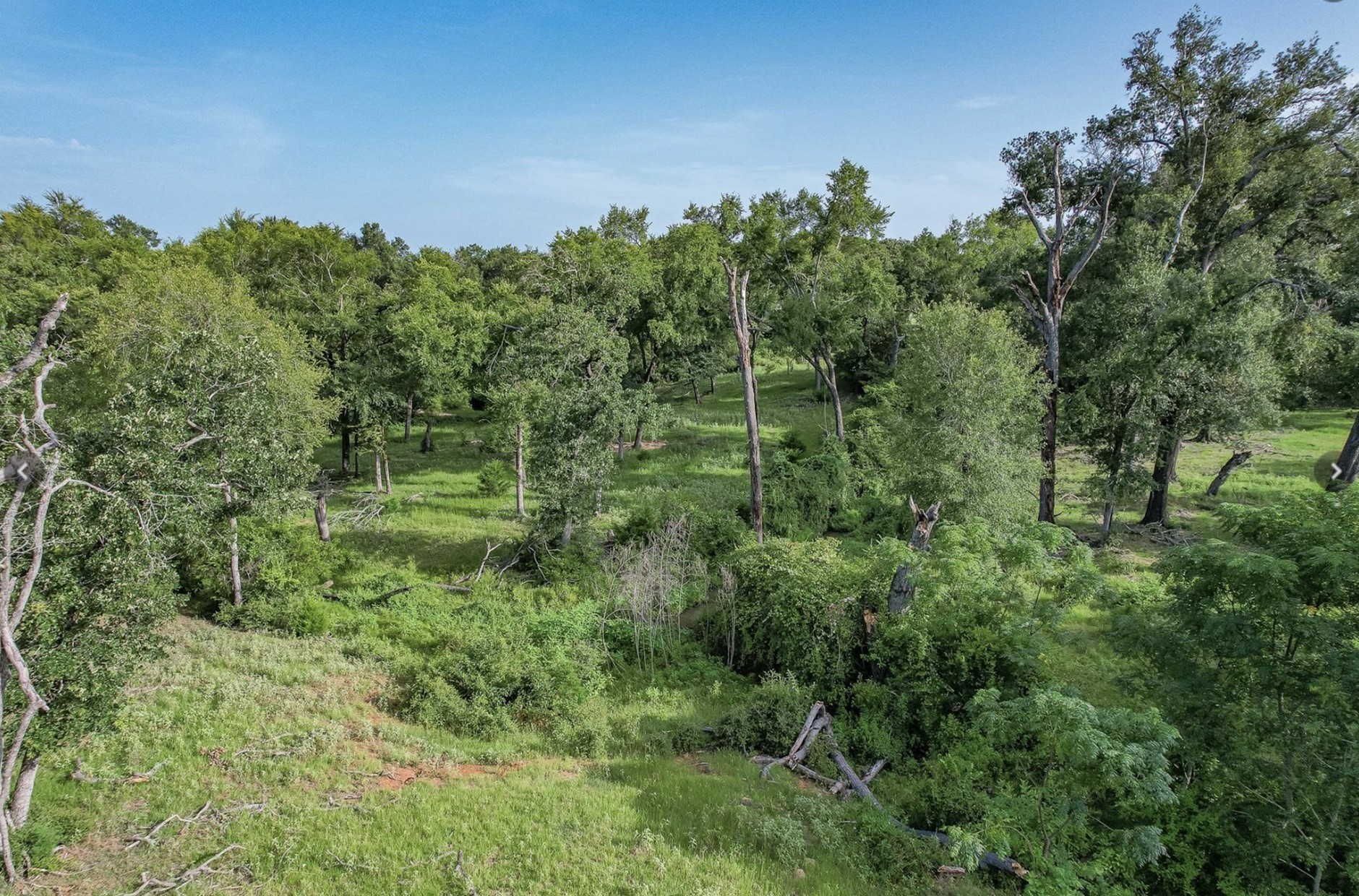6388 Red Rock Road Franklin, TX 77856 - Photo 6 of 6 a view of a lush green forest