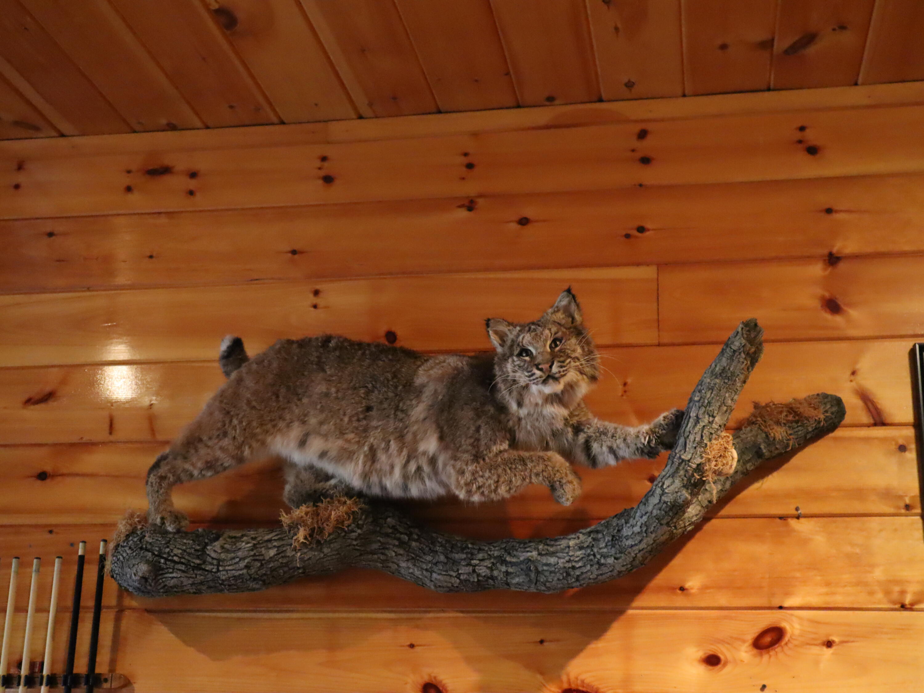 540 Main Street Jackman, ME 04945 - Photo 26 of 28 Taxidermy