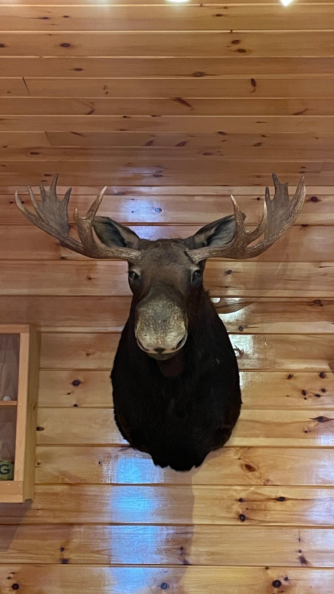 540 Main Street Jackman, ME 04945 - Photo 27 of 28 Taxidermy