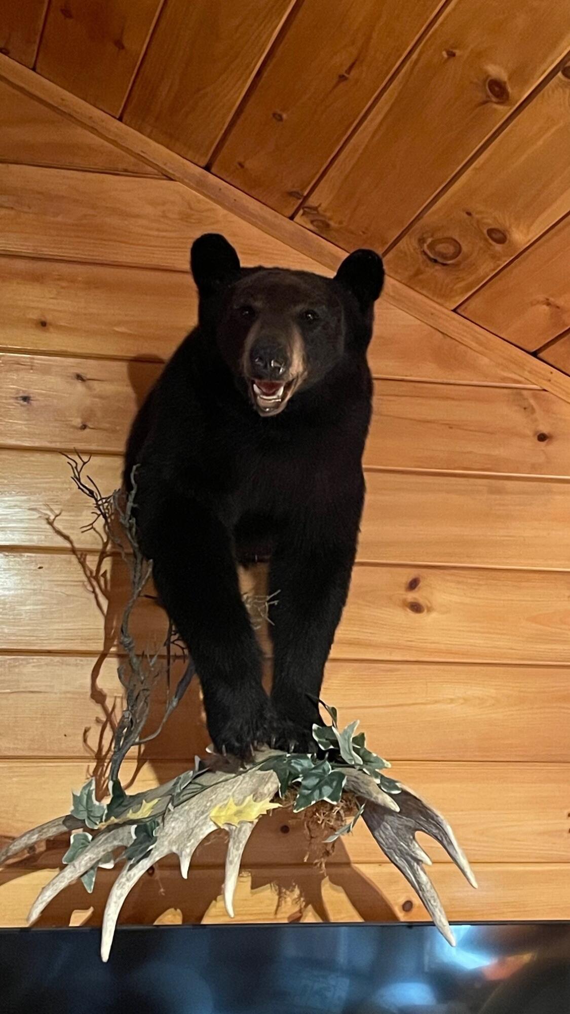540 Main Street Jackman, ME 04945 - Photo 28 of 28 Taxidermy bear