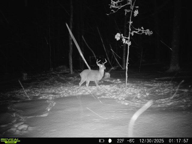 9196 North Ruth Drive Branch, MI 49402 - Photo 23 of 32 Deer