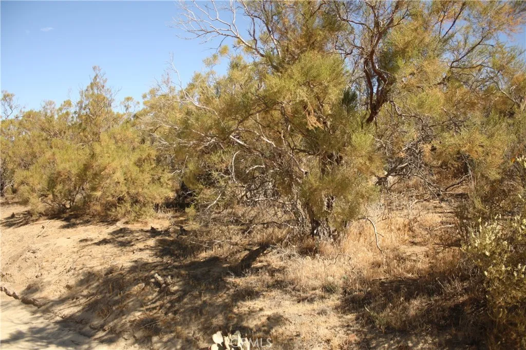 0 Pony Anza, CA 92539 - Photo 5 of 23