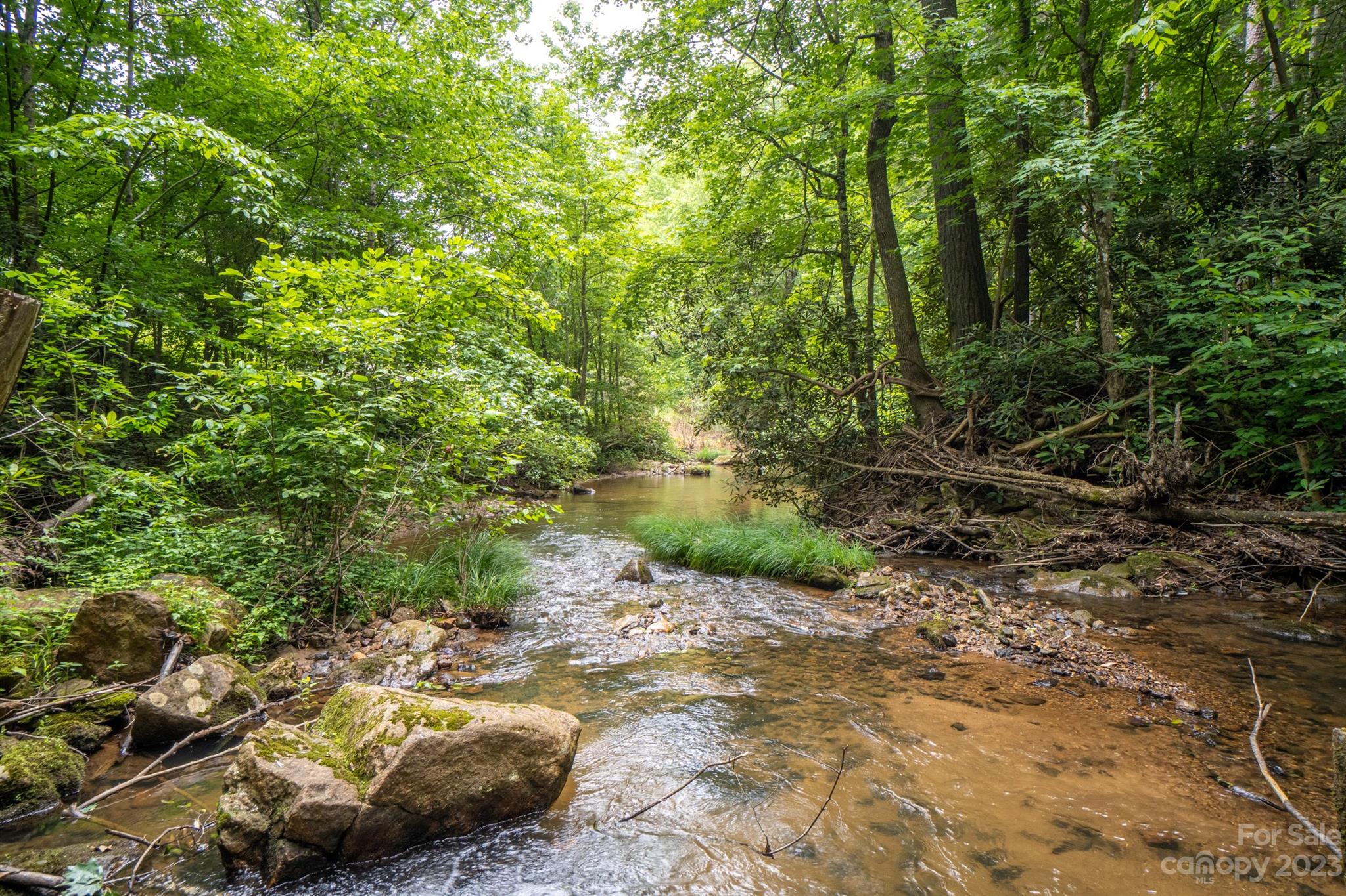 5646 Highway 18 Morganton, NC 28655 - Photo 5 of 37 a view of a forest filled with trees