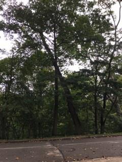 628 Olympia Road Pittsburgh, PA 15211 - Photo 13 of 15 a view of mountain view with lots of trees