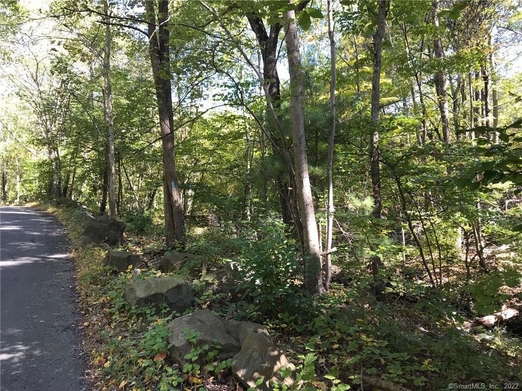 a view of a forest with trees