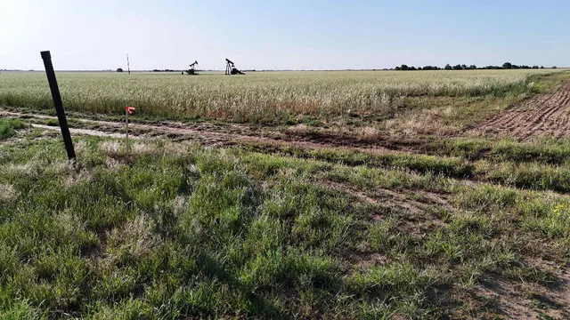 a view of a large field with tall trees