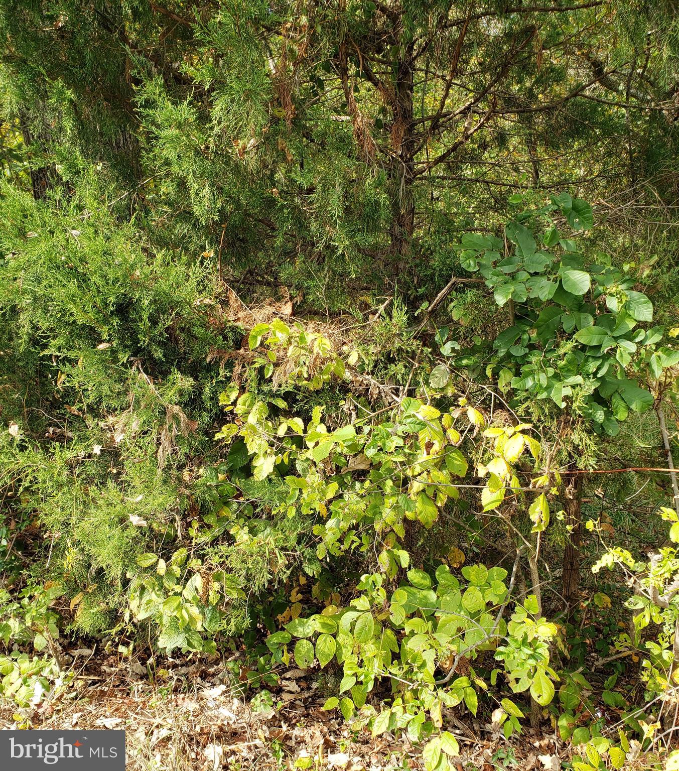 Egypt Road Kearneysville, WV 25430 - Photo 2 of 3 Gallery Image 2
