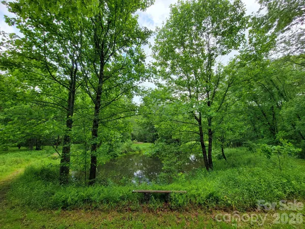 a lush green forest with lots of trees