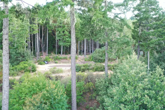 a view of backyard with large trees and plants