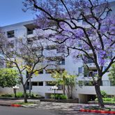 a tree in the garden of a building
