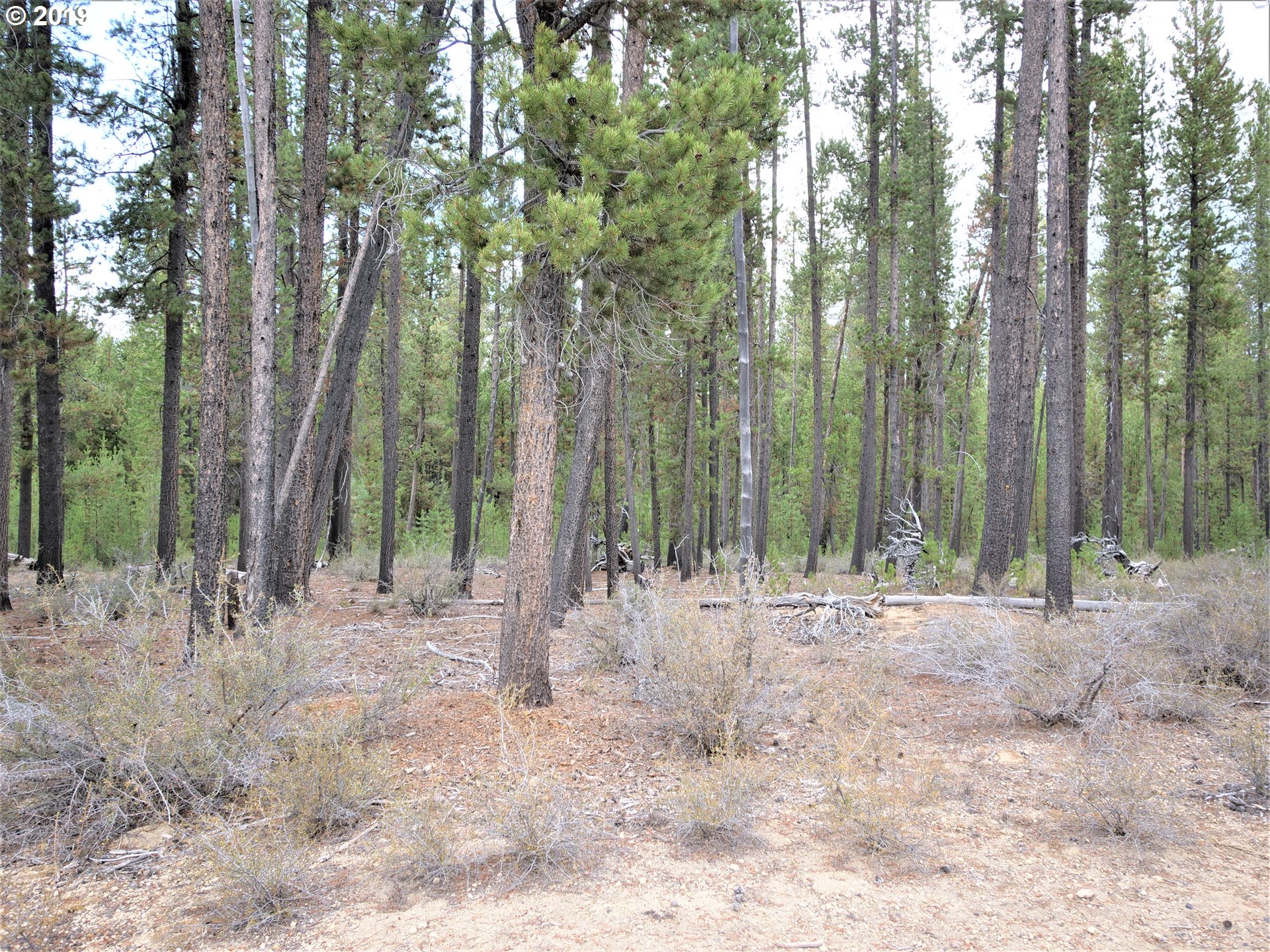 19 Bunny Butte Road Crescent Lake, OR 97733 - Photo 2 of 9 Gallery Image 2