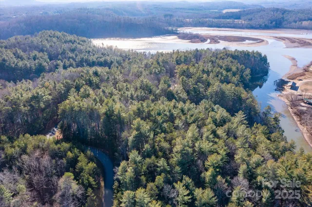 a view of a yard with plants and large trees