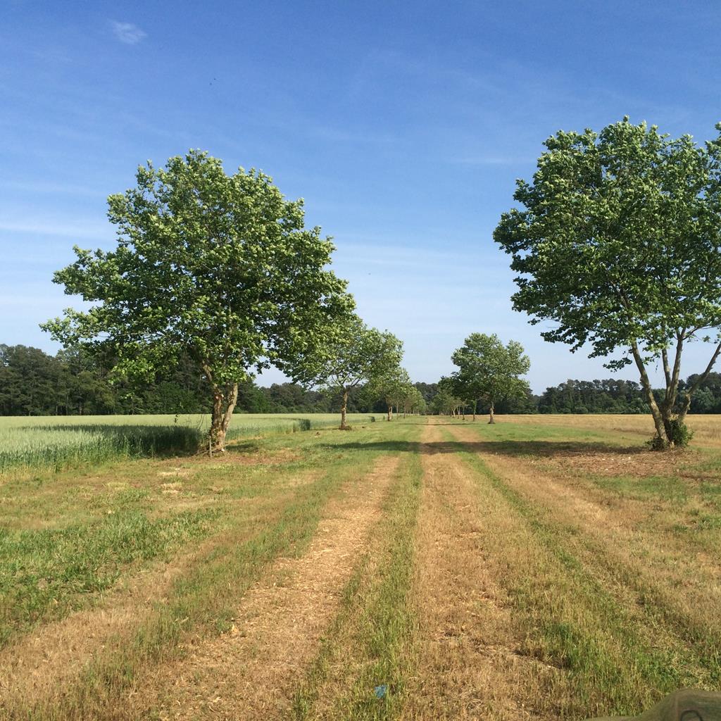 Lot #7 Metompkin Road, Unit 7 Parksley, VA 23421 - Photo 4 of 4