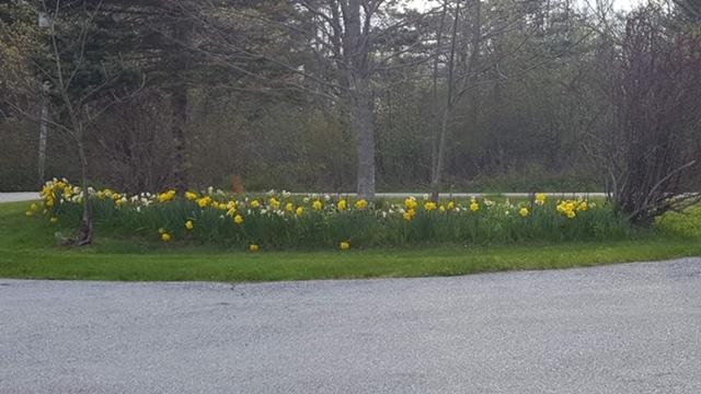 75 Soper Road Orland, ME 04472 - Photo 57 of 60 Flowers Found Throughout
