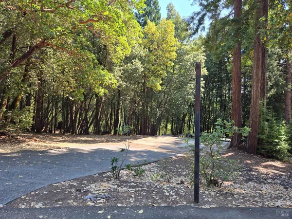 a view of a yard with plants and trees