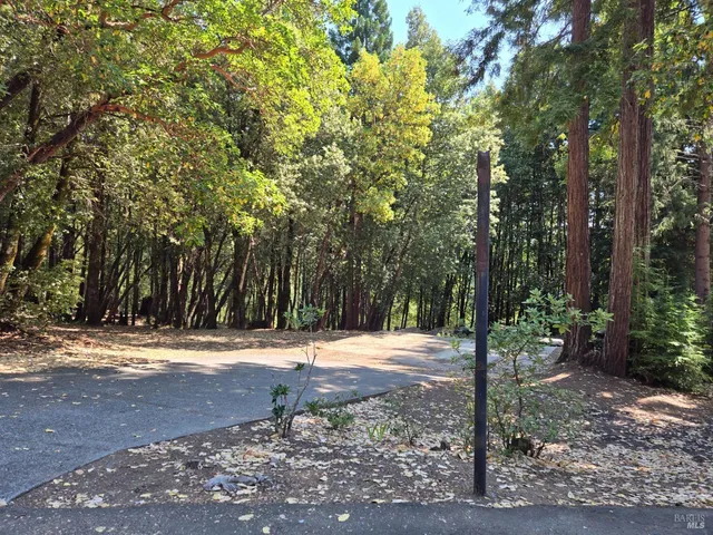a view of a yard with plants and trees