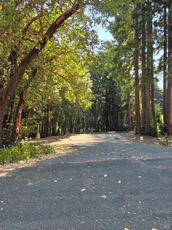 a view of a yard with a trees