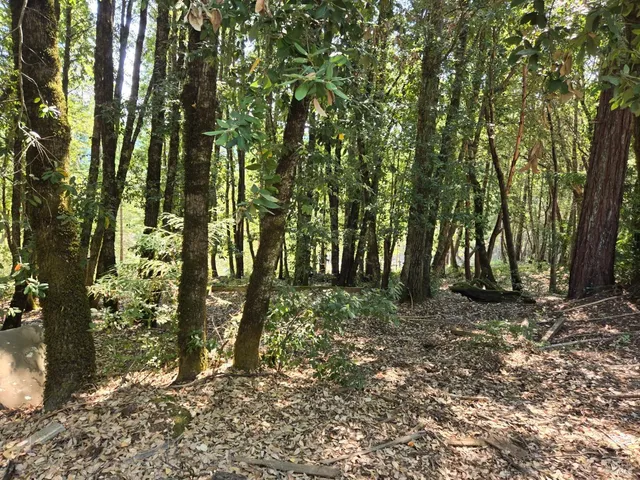 a backyard of a house with lots of trees