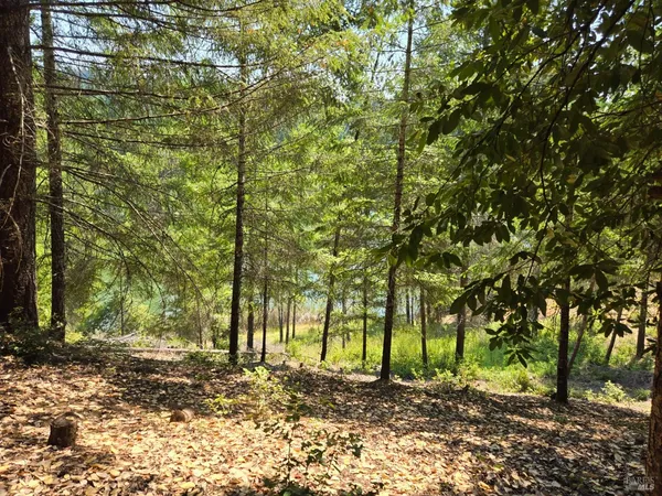 a view of a yard with plants and trees