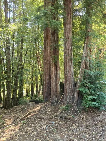 a backyard of a house with lots of plants and large trees