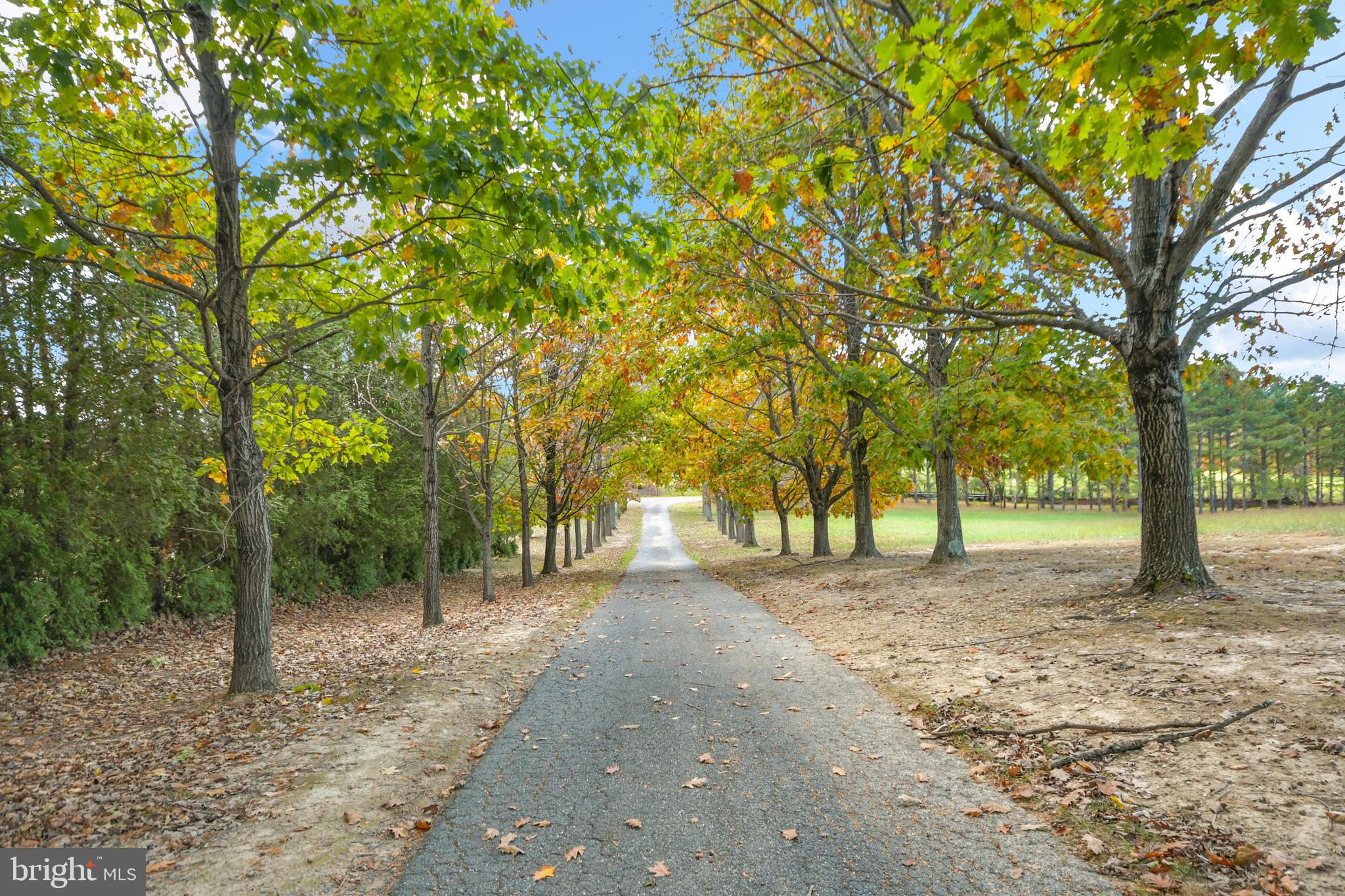 7144 Ira Sears Road Adamstown, MD 21710 - Photo 25 of 149 Tree-lined driveway
